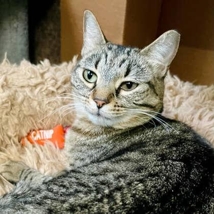 Enlarge Iris, a Adoptable Domestic Short Hair in River Ridge, LA image 1/2