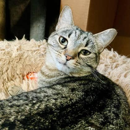 Enlarge Iris, a Adoptable Domestic Short Hair in River Ridge, LA image 2/2