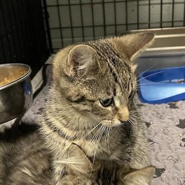 Bippity in Stevensville, MD, Adoptable, Kitten Female Domestic Short Hair.