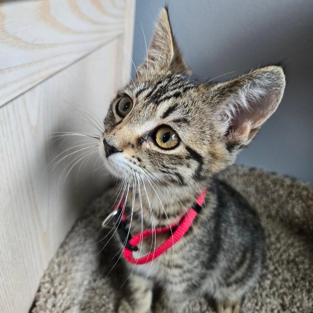 Enlarge Bippity in Stevensville, MD, a Adoptable Domestic Short Hair in Chestertown, MD image 2/6