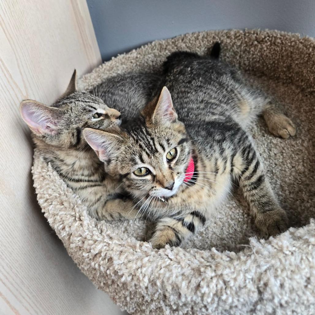 Enlarge Bippity in Stevensville, MD, a Adoptable Domestic Short Hair in Chestertown, MD image 3/6