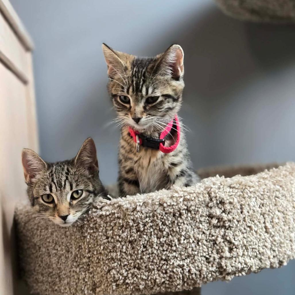 Enlarge Bippity in Stevensville, MD, a Adoptable Domestic Short Hair in Chestertown, MD image 4/6