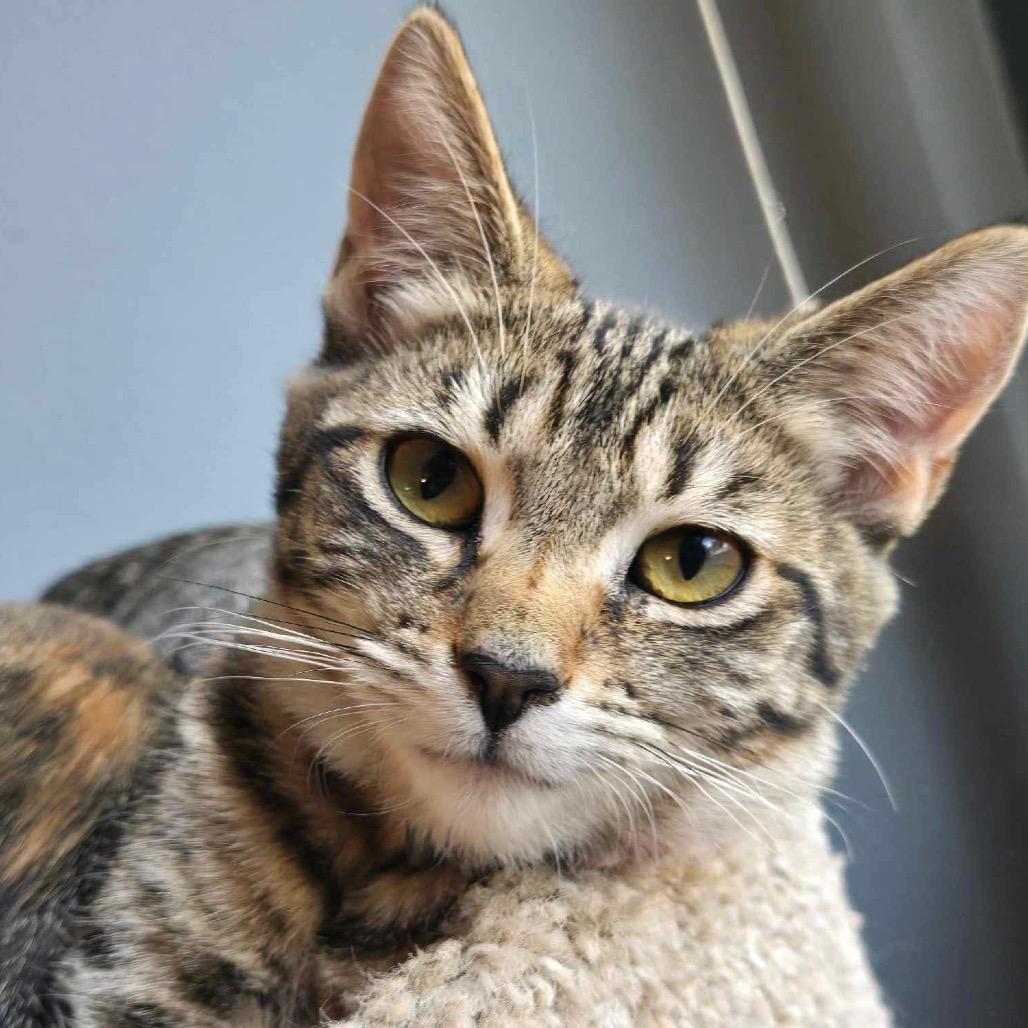 Enlarge Bippity in Stevensville, MD, a Adoptable Domestic Short Hair in Chestertown, MD image 5/6