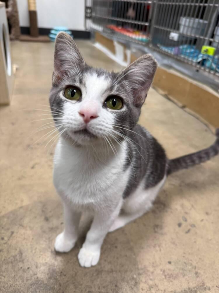 Sabine, Adoptable, Young Female Domestic Short Hair.