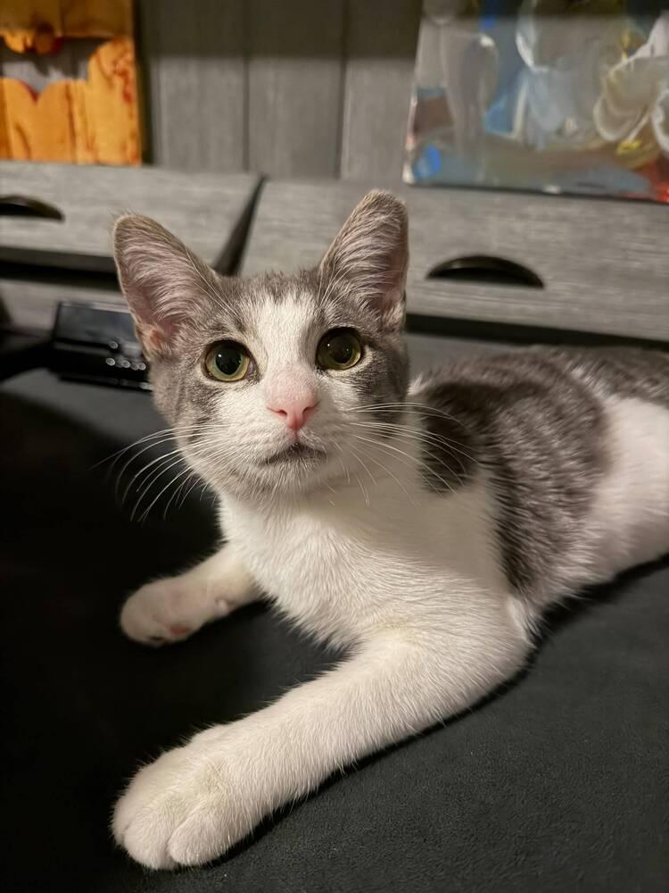 Enlarge Sabine, a Adoptable Domestic Short Hair in Orlando, FL image 3/6