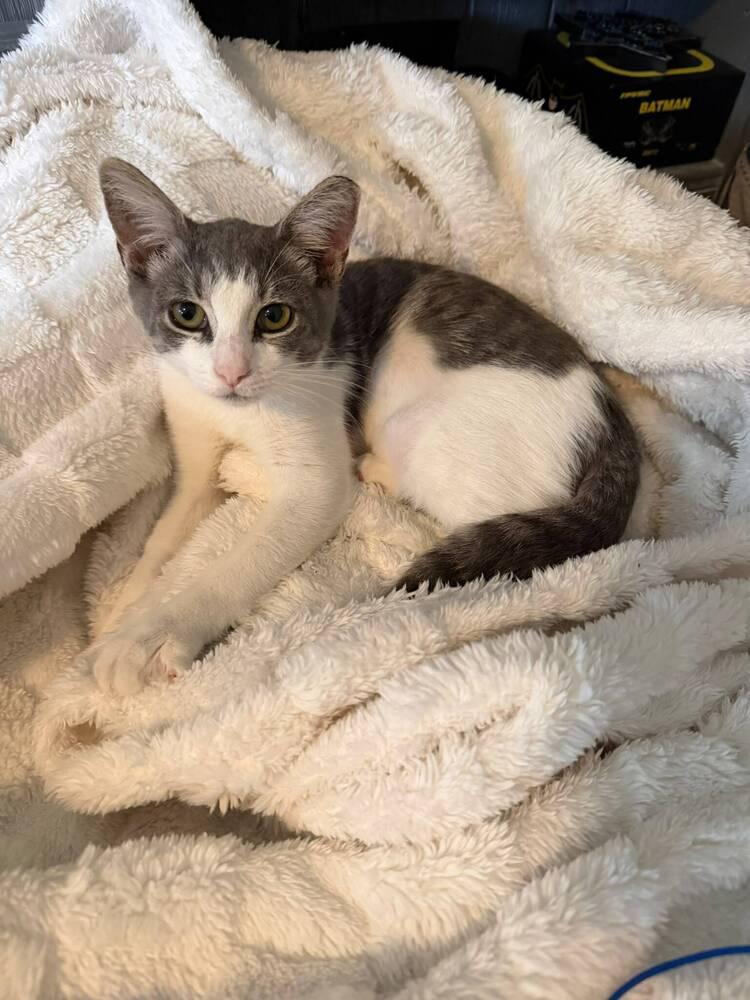 Enlarge Sabine, a Adoptable Domestic Short Hair in Orlando, FL image 5/6
