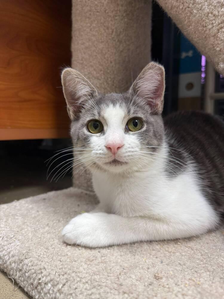 Enlarge Sabine, a Adoptable Domestic Short Hair in Orlando, FL image 6/6