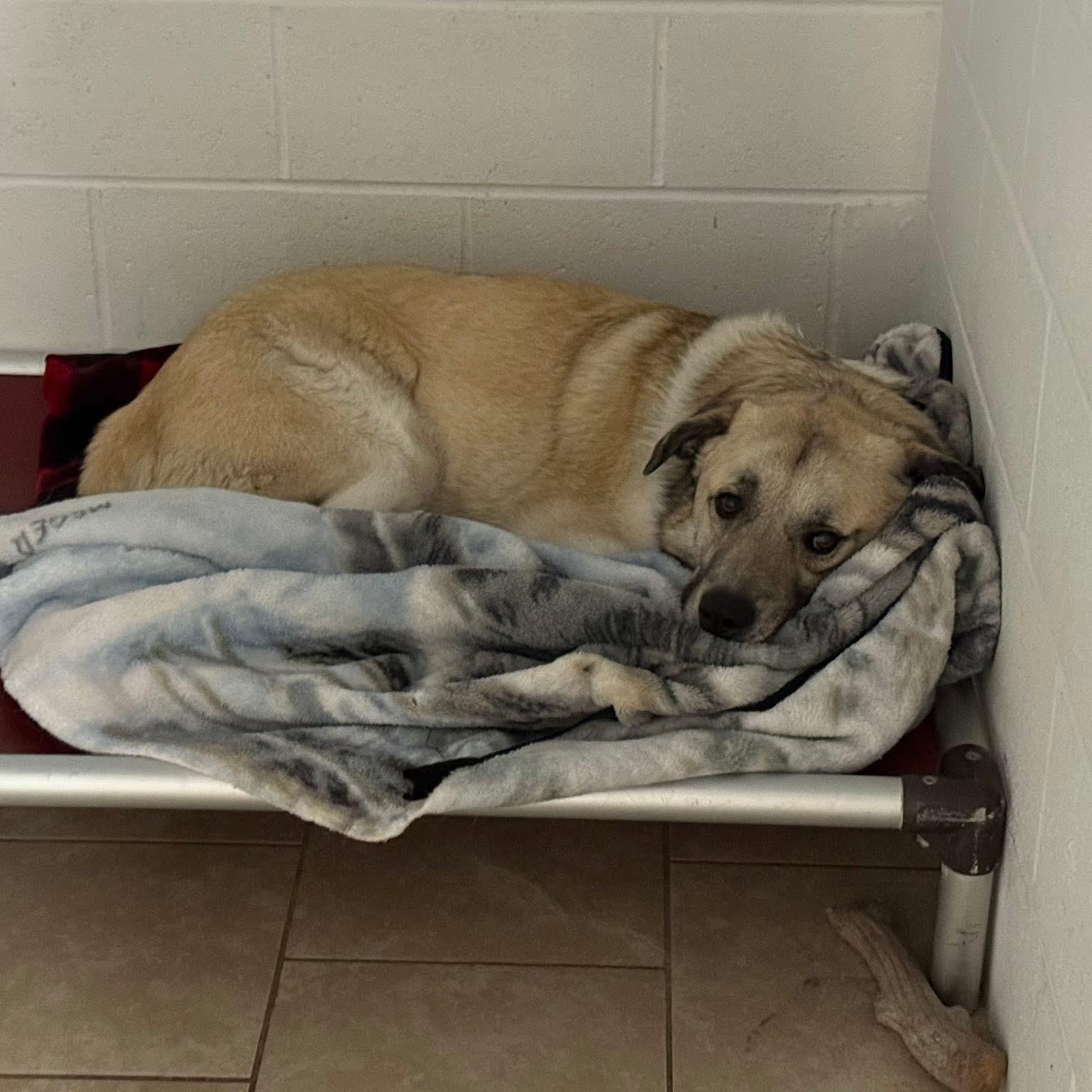 Tony, Adoptable, Adult Male Anatolian Shepherd.