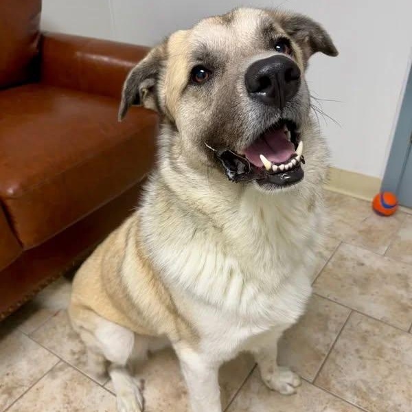 Tony, a Adoptable Anatolian Shepherd in Pacific, MO image 3/3