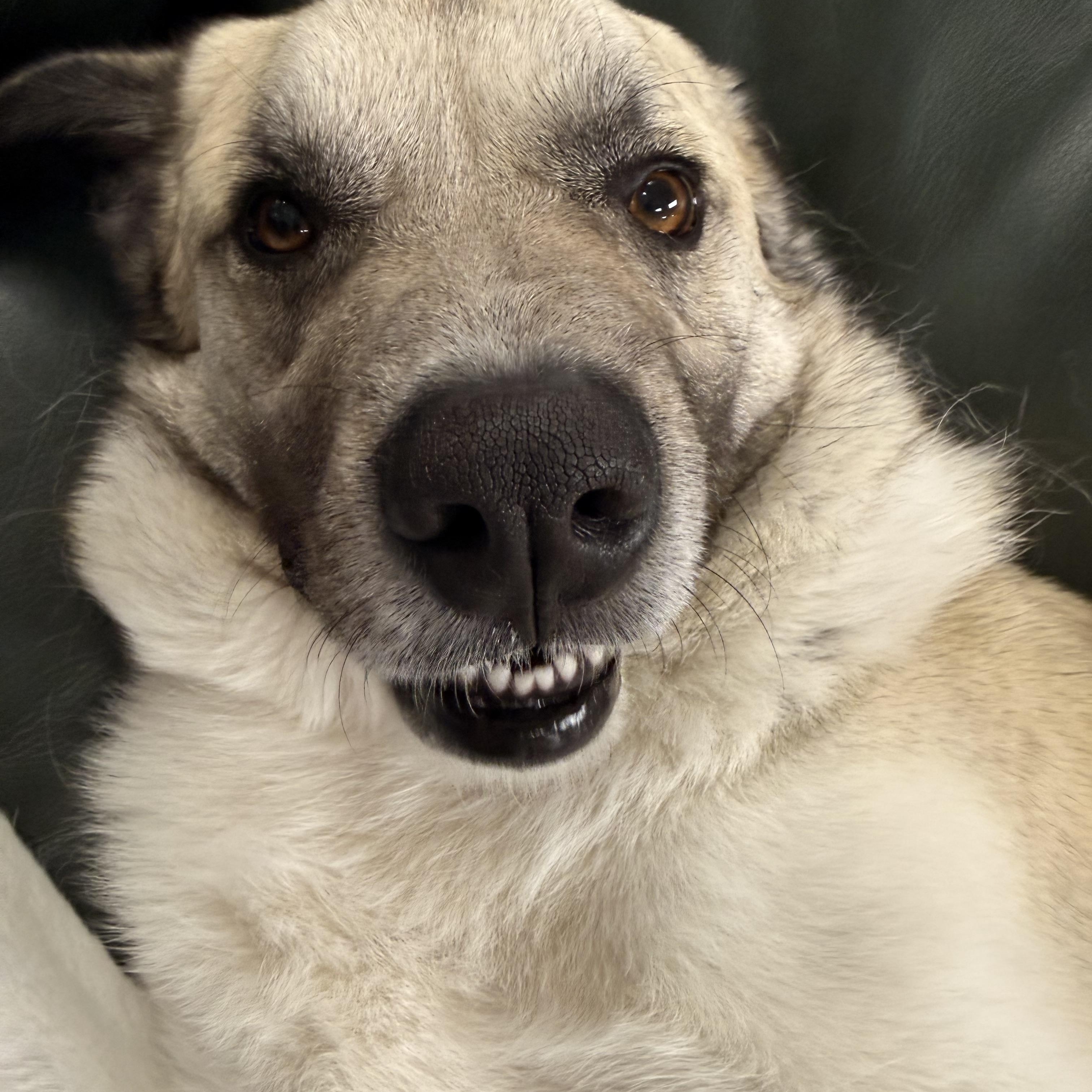 Tony, a Adoptable Anatolian Shepherd in Pacific, MO image 2/5