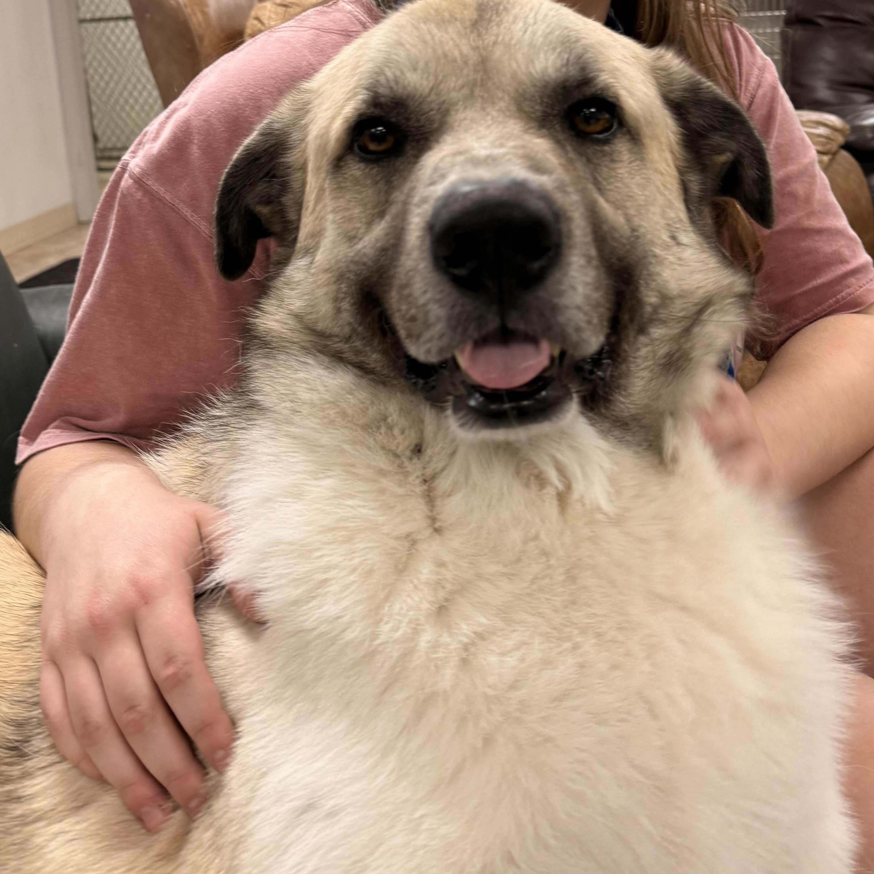 Tony, Adoptable, Adult Male Anatolian Shepherd.