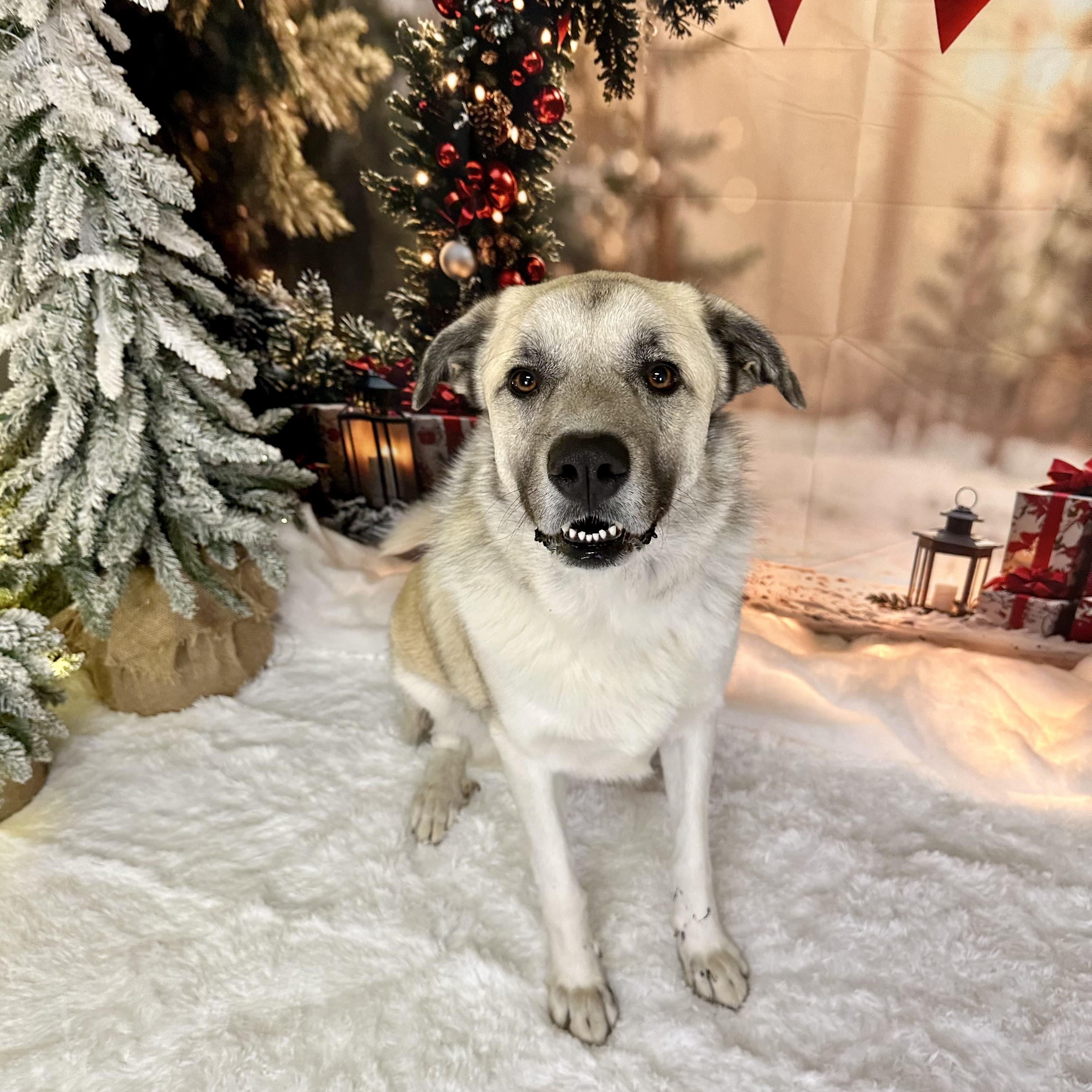 Tony, Adoptable, Adult Male Anatolian Shepherd.