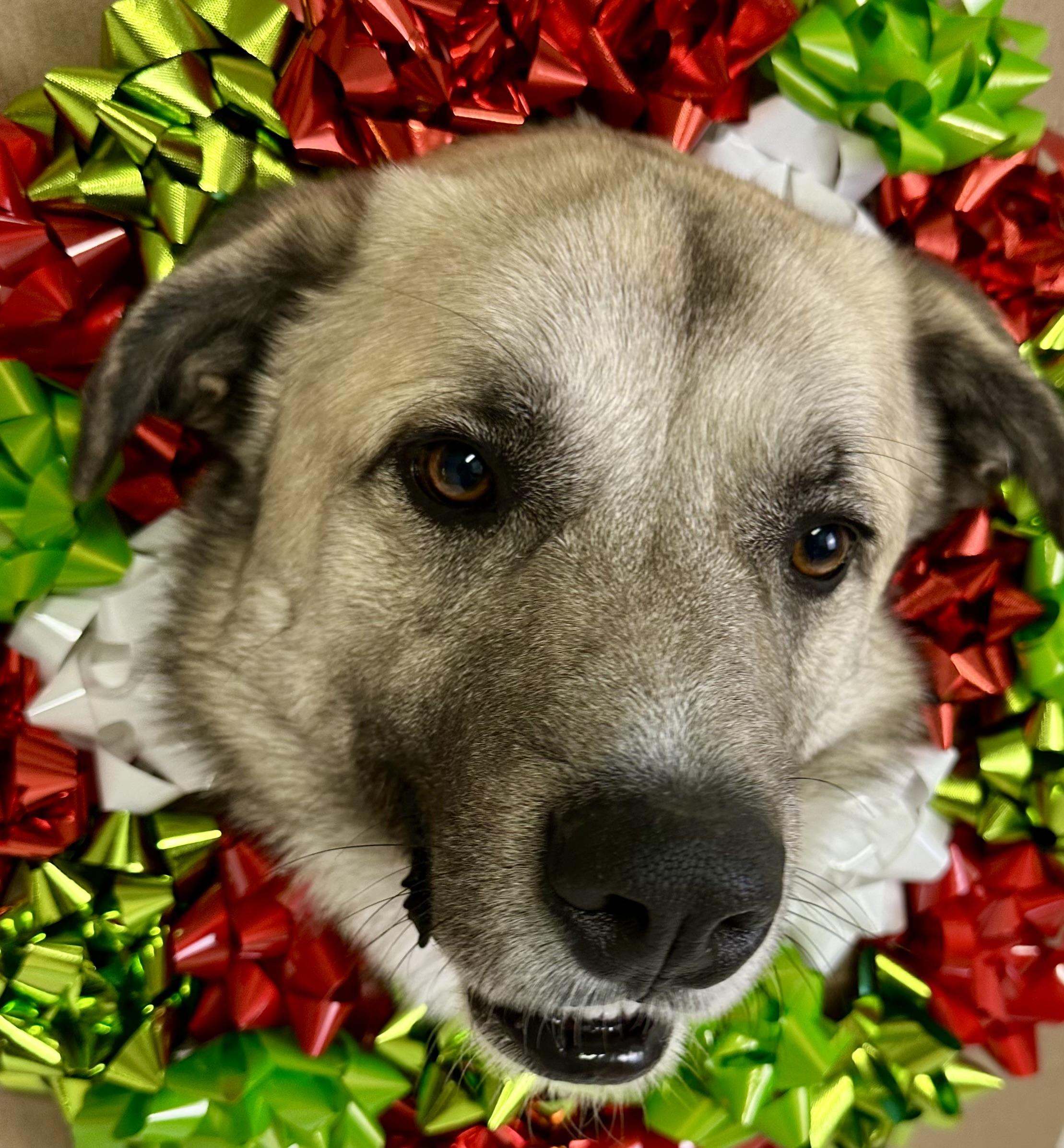 Tony, a Adoptable Anatolian Shepherd in Pacific, MO image 2/2
