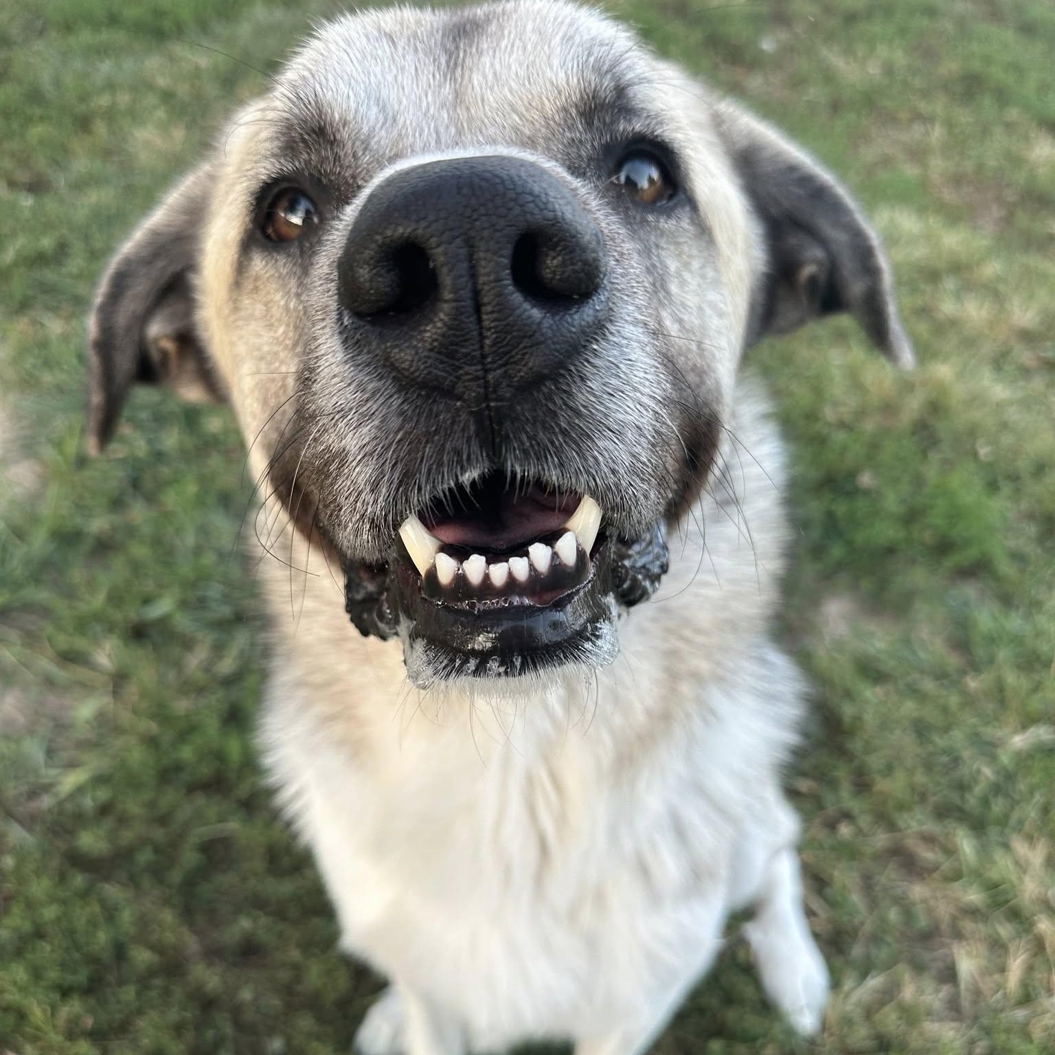 Tony, a Adoptable Anatolian Shepherd in Pacific, MO image 2/4