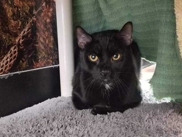 UMAR, Adoptable, Young Male Bombay & Domestic Short Hair.