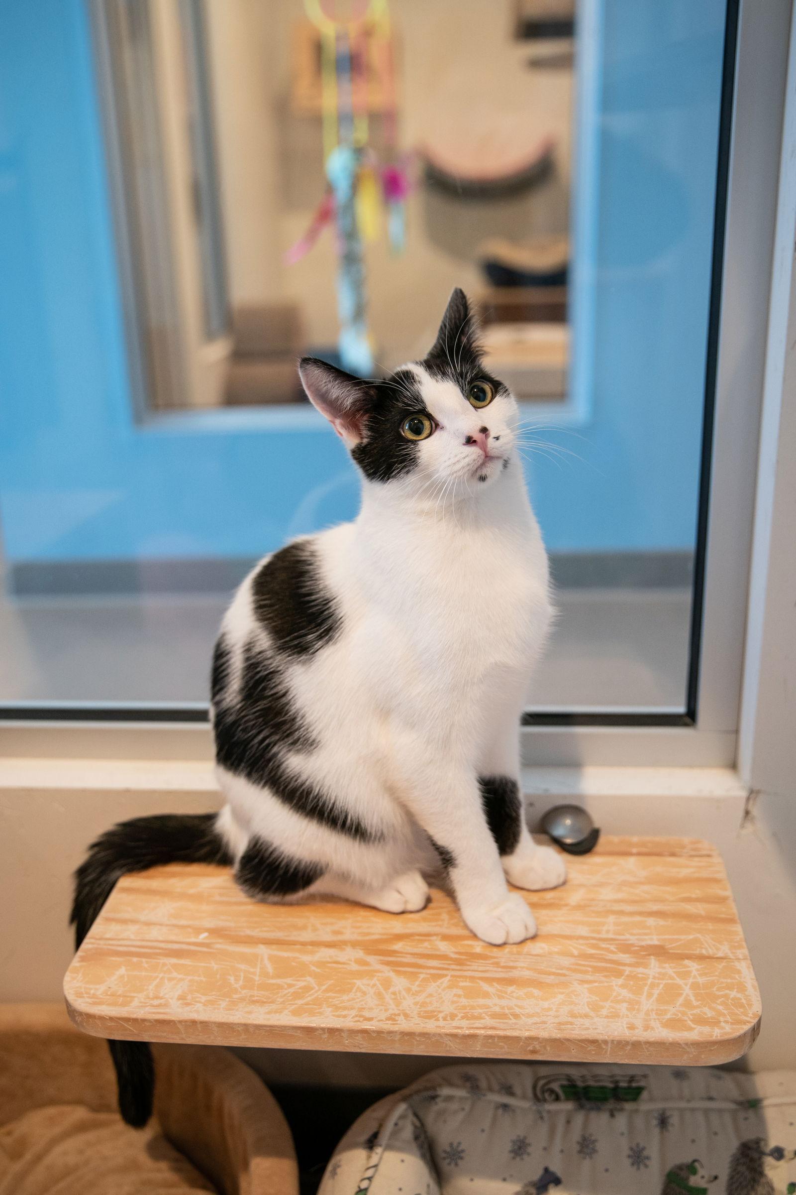 Ferris (Bonded with Reggie), Adoptable, Young Male Domestic Short Hair.