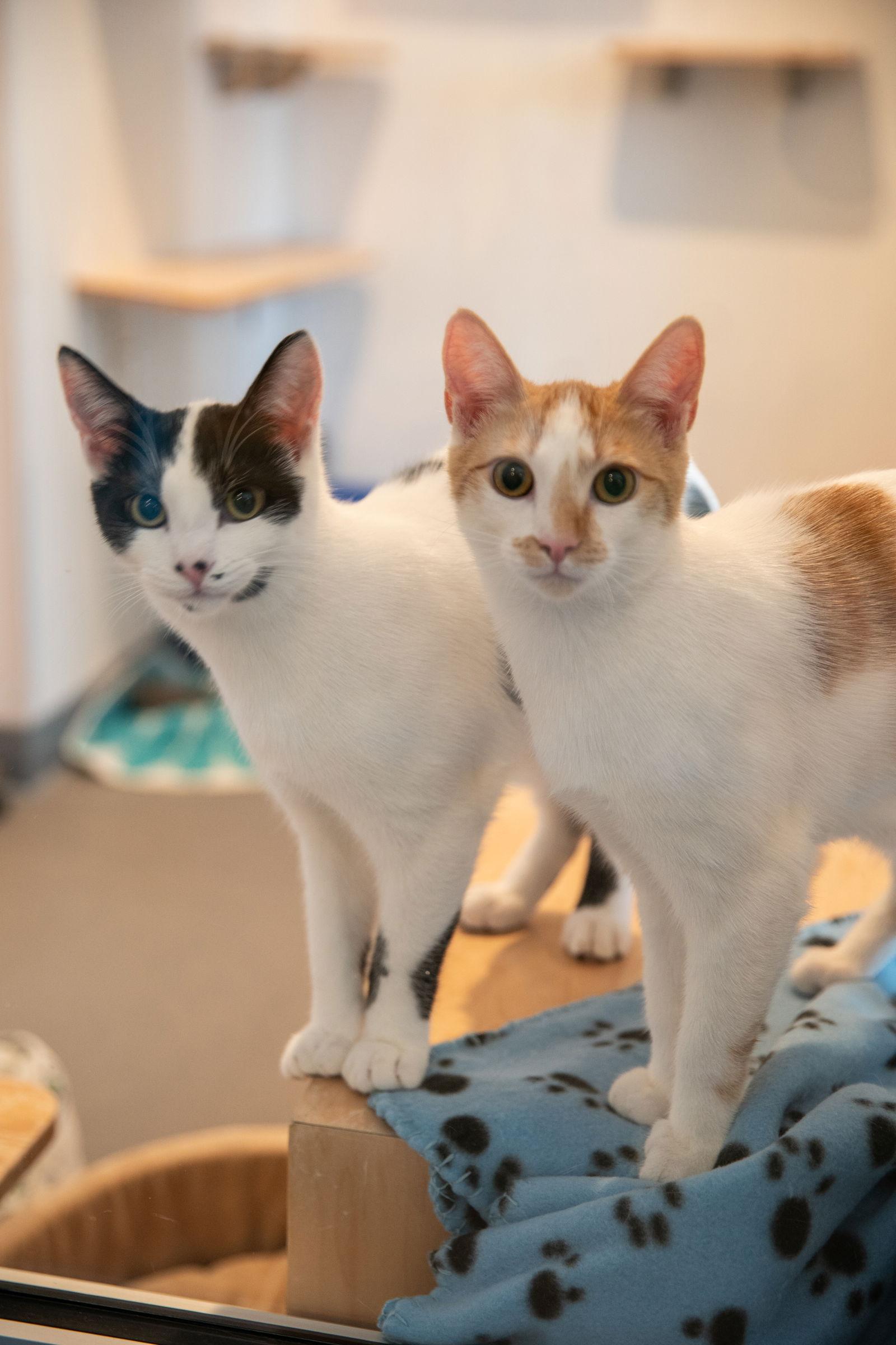 Enlarge Ferris (Bonded with Reggie), a Adoptable Domestic Short Hair in Oakland, CA image 2/3