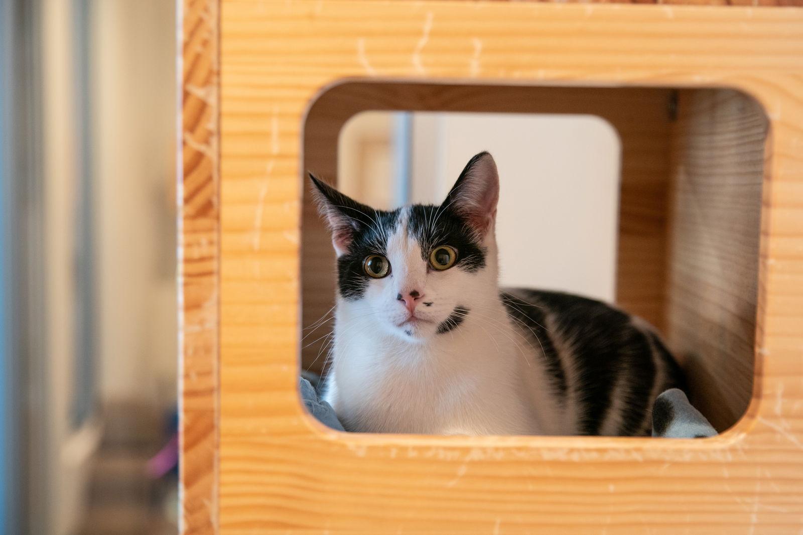 Enlarge Ferris (Bonded with Reggie), a Adoptable Domestic Short Hair in Oakland, CA image 3/3