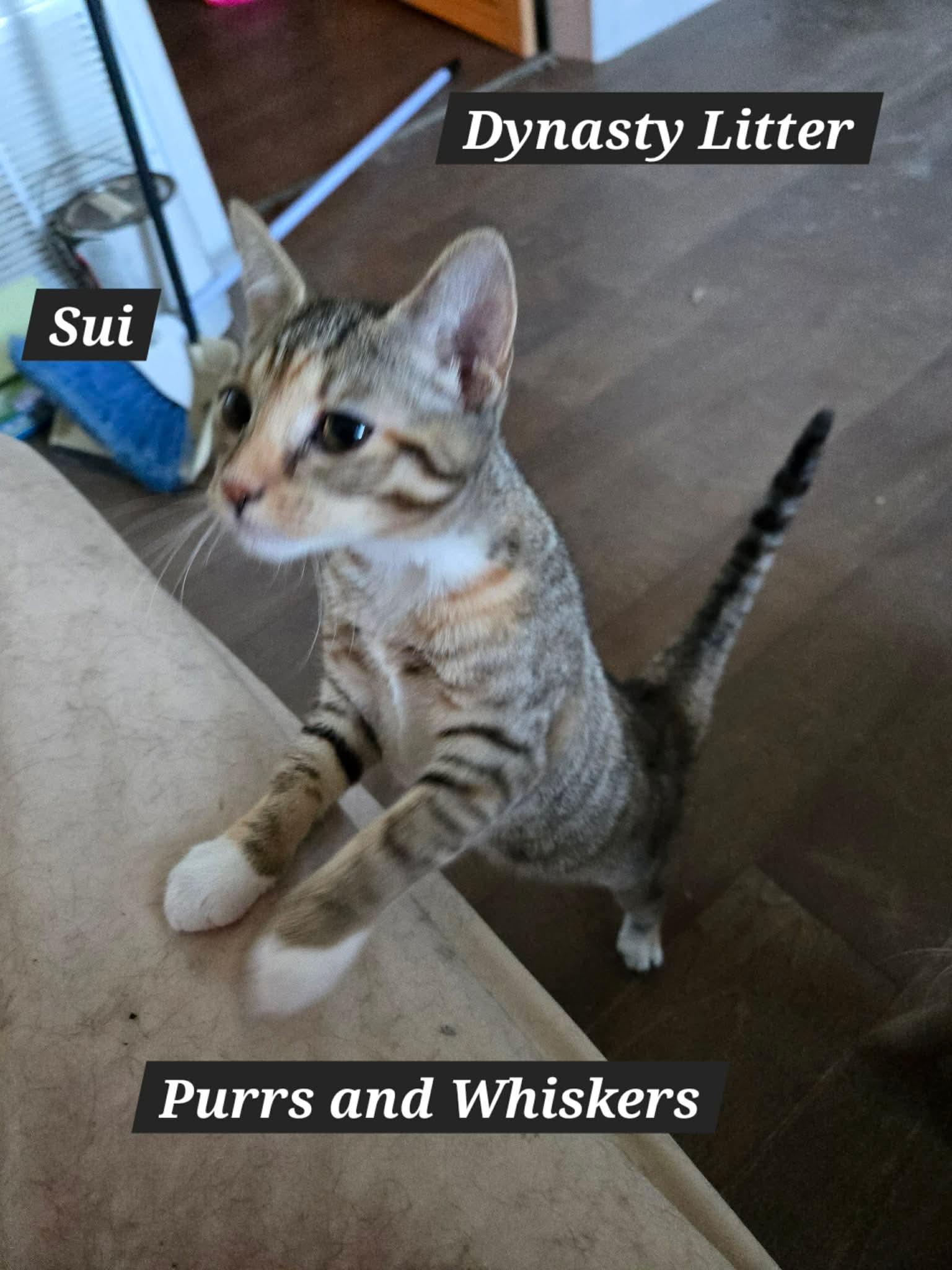 Enlarge Sui, a ADOPTABLE Domestic Short Hair in New Hartford, NY image 1/1