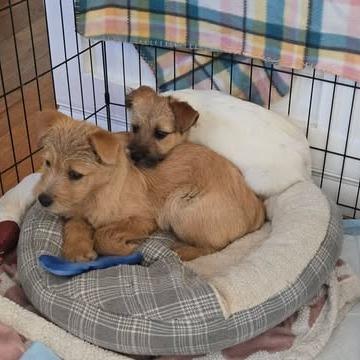 Enlarge Daisy Duck, a Adoptable mixed breed in Jarrettsville, MD image 1/5