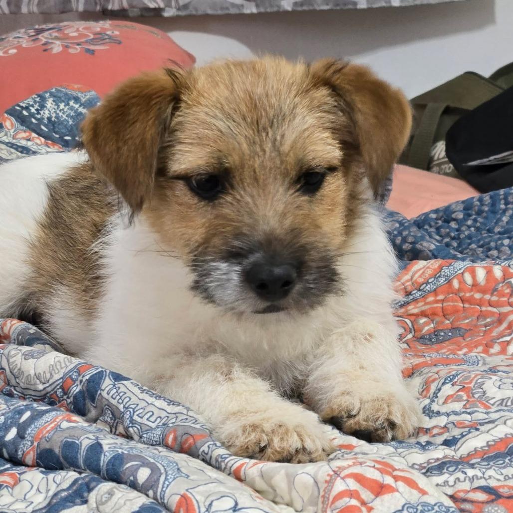 Enlarge Daisy Duck, a Adoptable mixed breed in Jarrettsville, MD image 2/5