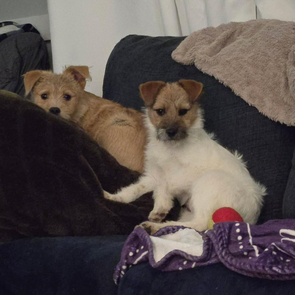 Enlarge Daisy Duck, a Adoptable mixed breed in Jarrettsville, MD image 3/5