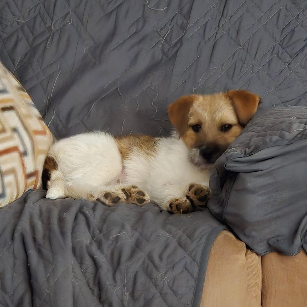 Enlarge Daisy Duck, a Adoptable mixed breed in Jarrettsville, MD image 4/5