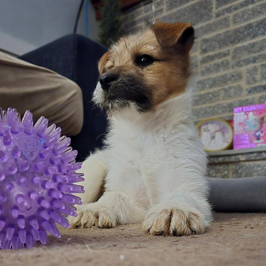 Enlarge Daisy Duck, a Adoptable mixed breed in Jarrettsville, MD image 5/5