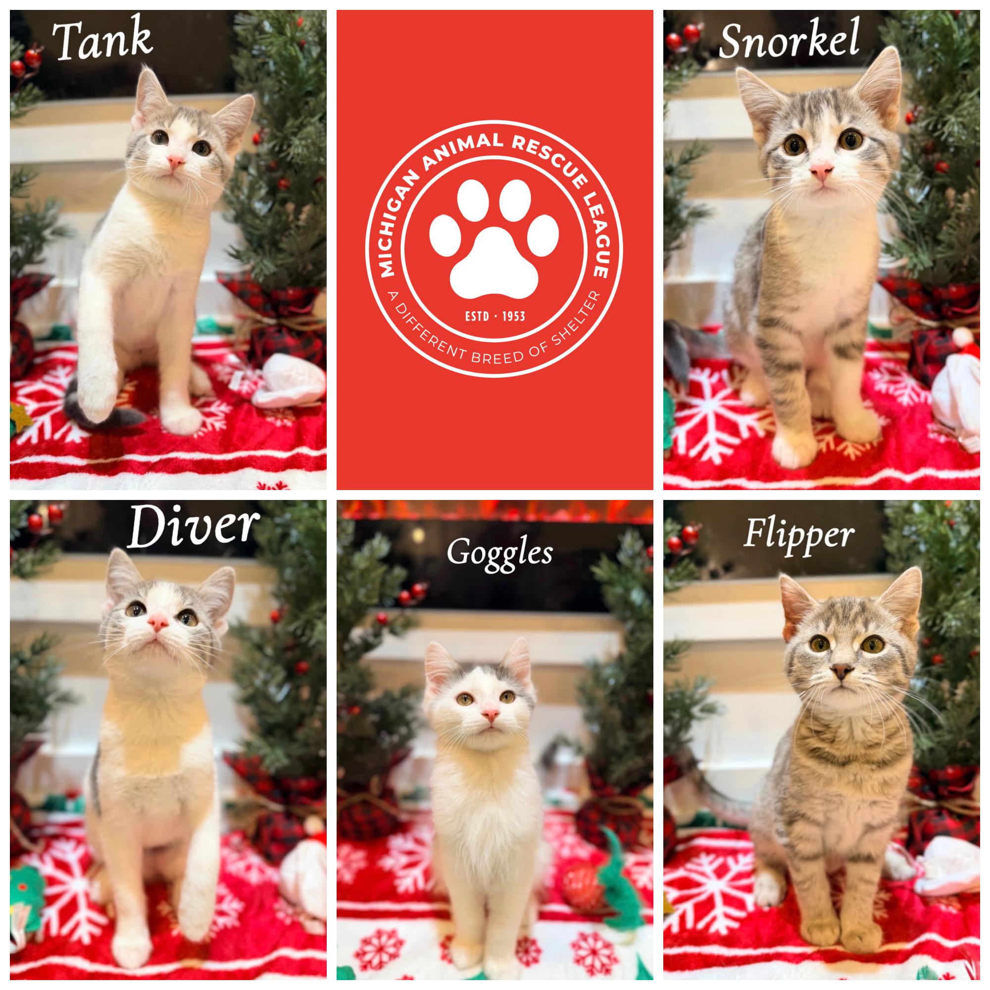 Enlarge Scuba Litter, an adopted Domestic Short Hair in Pontiac, MI image 1/1