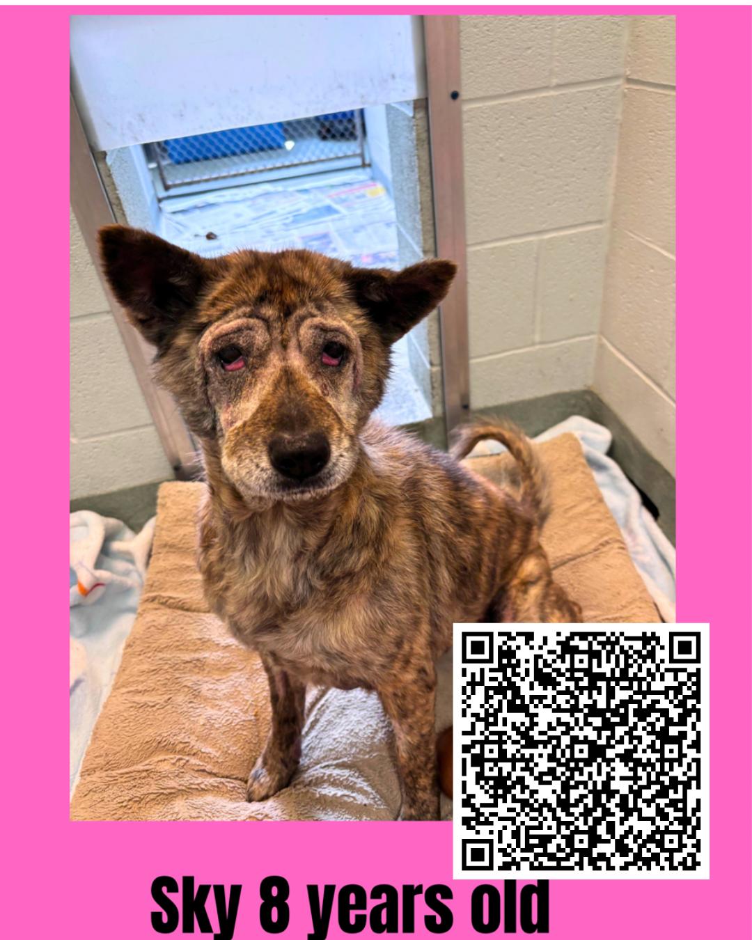 Sky, Senior Female Mixed Breed