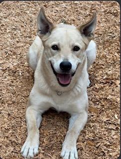 Ruby, Adoptable, Young Female Labrador Retriever & German Shepherd Dog.