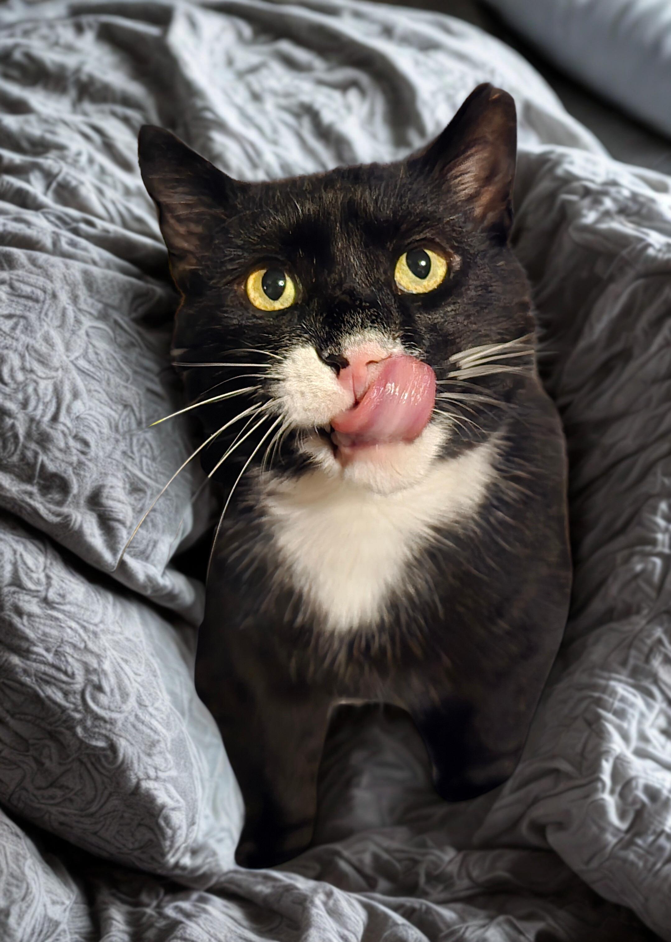 Charles, a Adoptable Domestic Short Hair in Nottingham, MD image 2/2