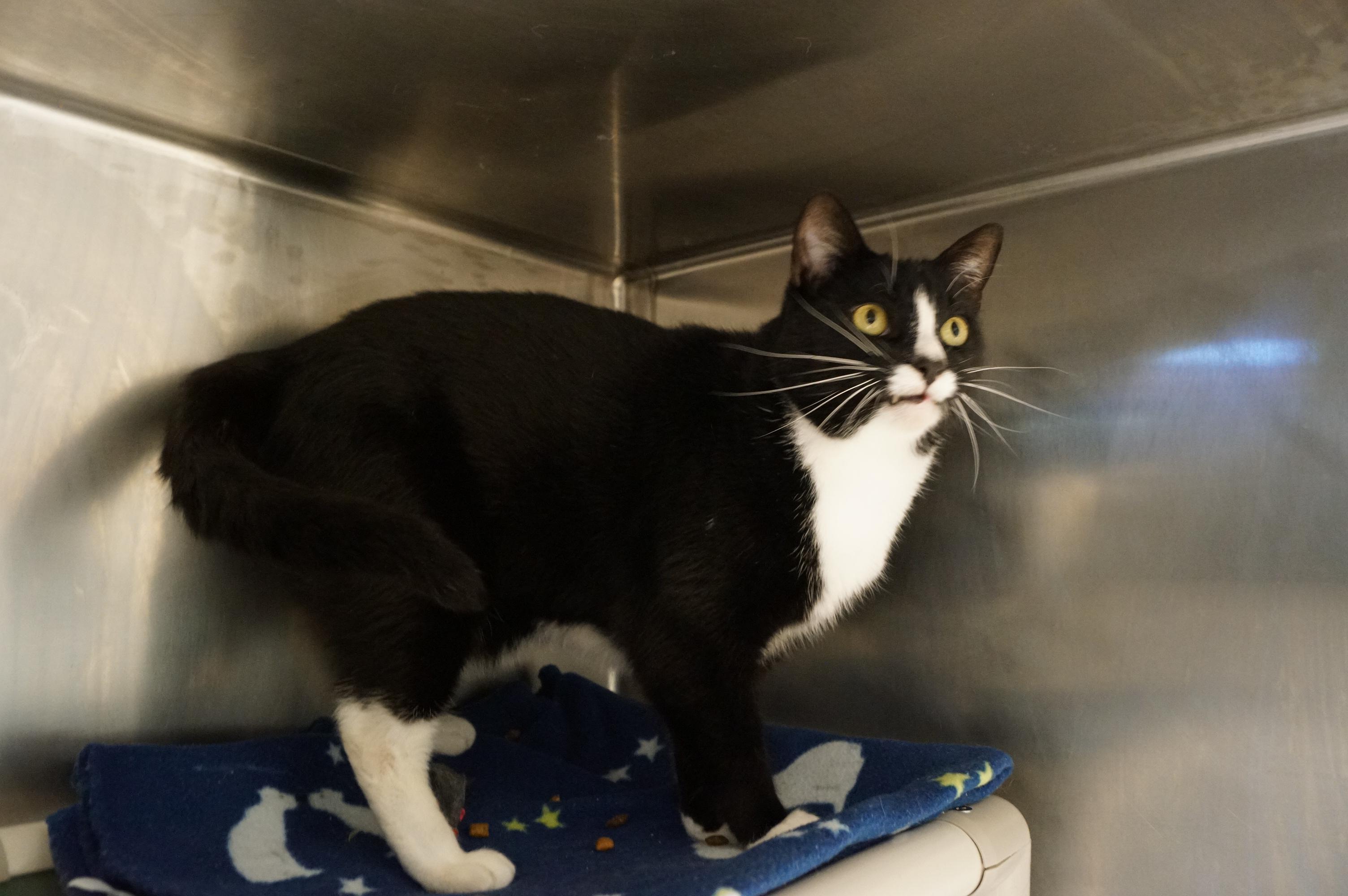 Enlarge Emmett, a Adoptable Tuxedo in New Milford, CT image 3/6