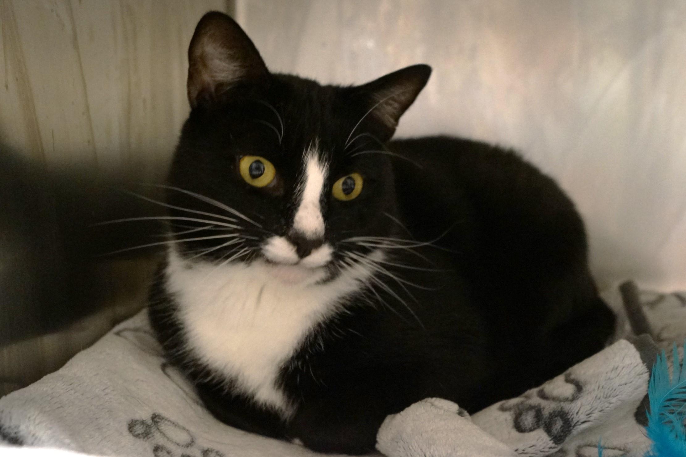 Enlarge Emmett, a Adoptable Tuxedo in New Milford, CT image 1/6