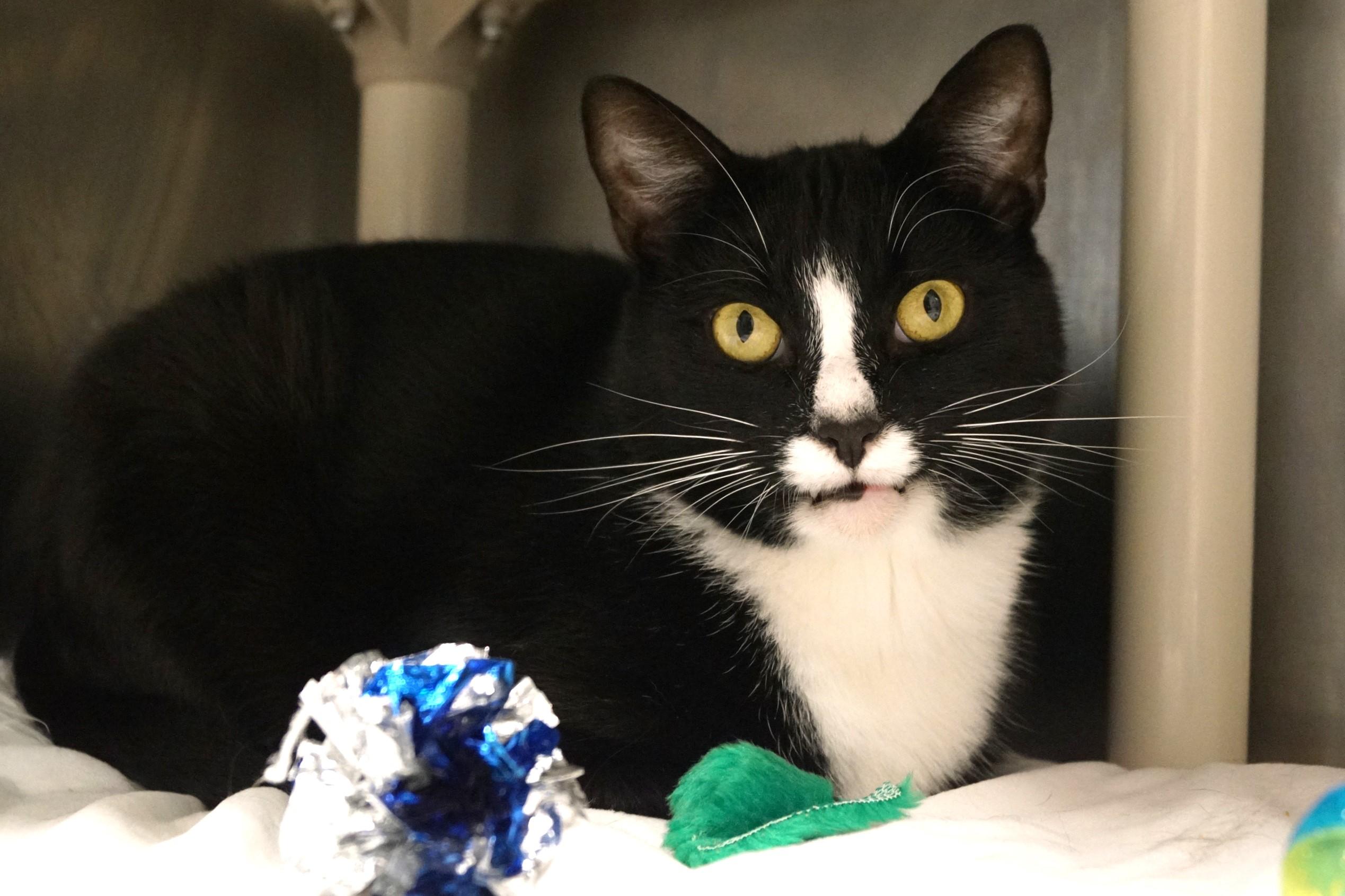 Enlarge Emmett, a Adoptable Tuxedo in New Milford, CT image 2/6