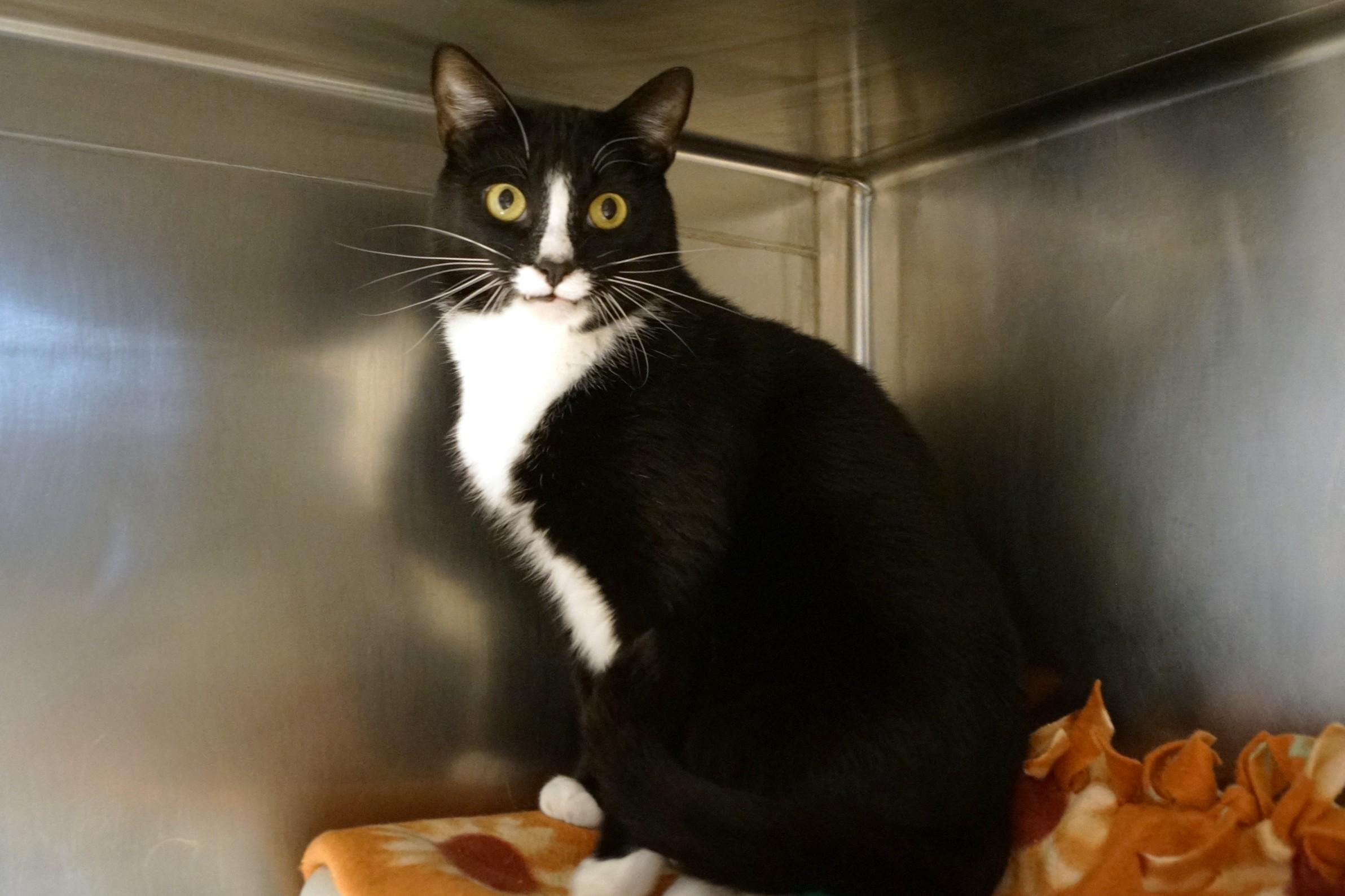 Enlarge Emmett, a Adoptable Tuxedo in New Milford, CT image 4/6
