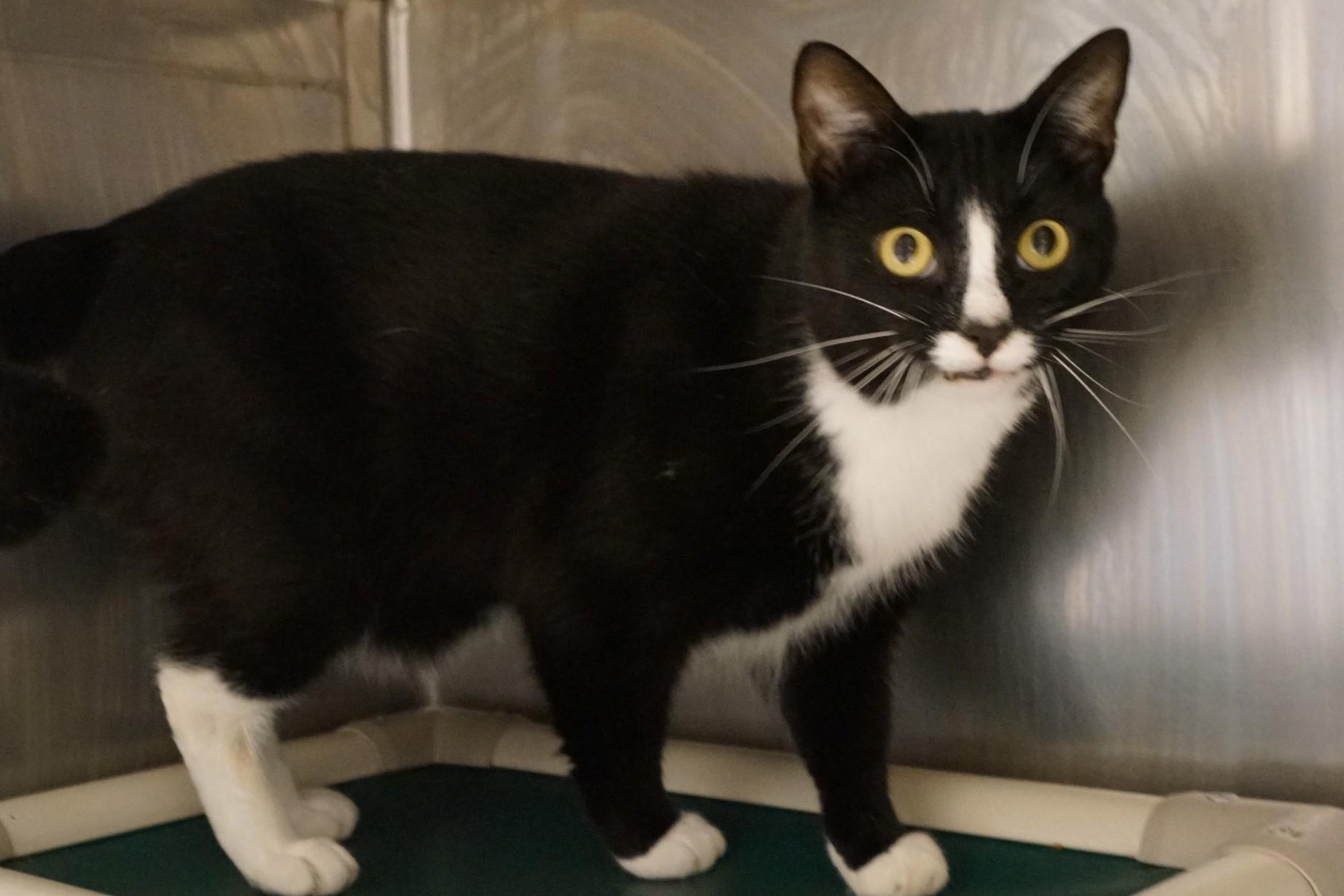 Enlarge Emmett, a Adoptable Tuxedo in New Milford, CT image 5/6