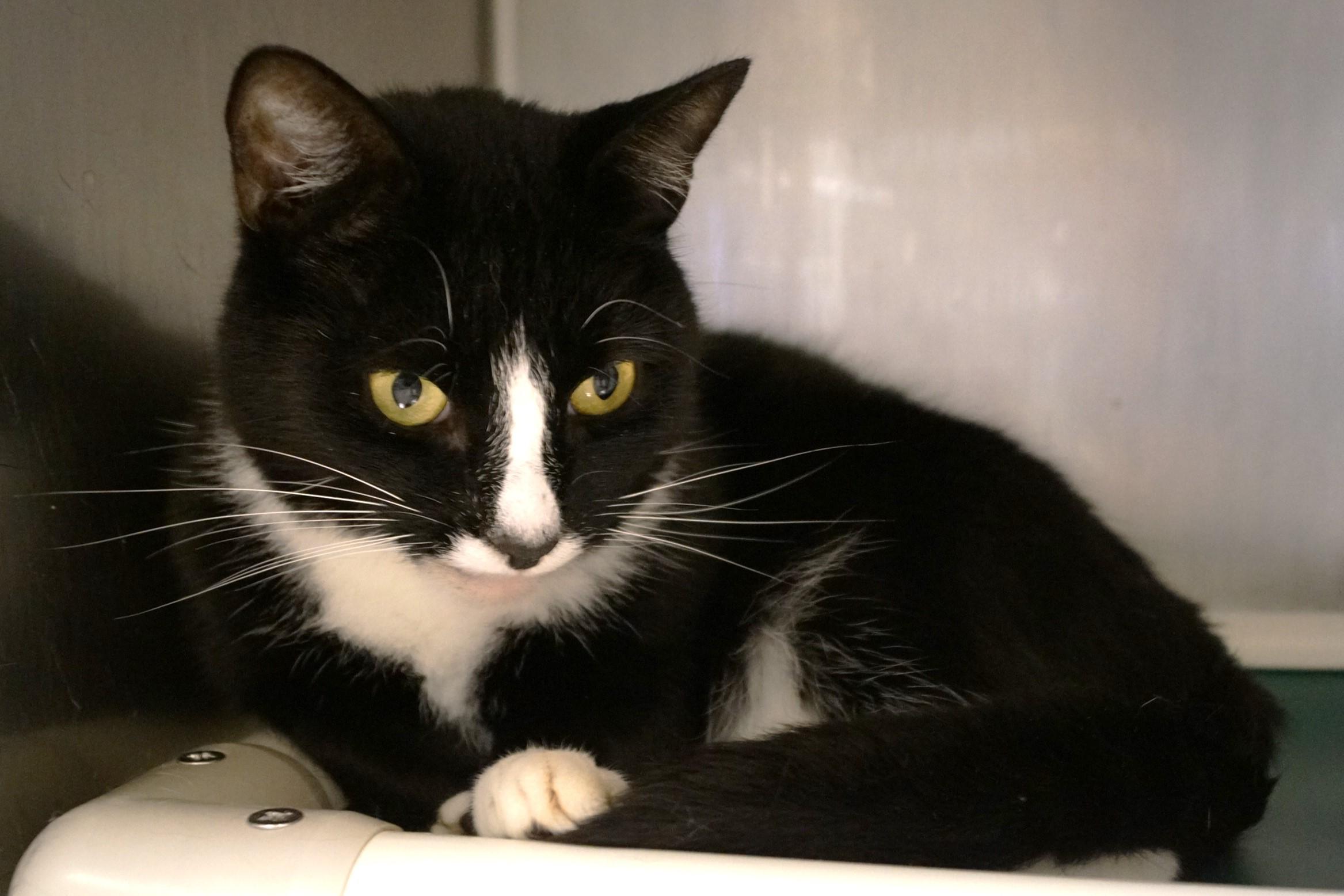 Enlarge Emmett, a Adoptable Tuxedo in New Milford, CT image 6/6