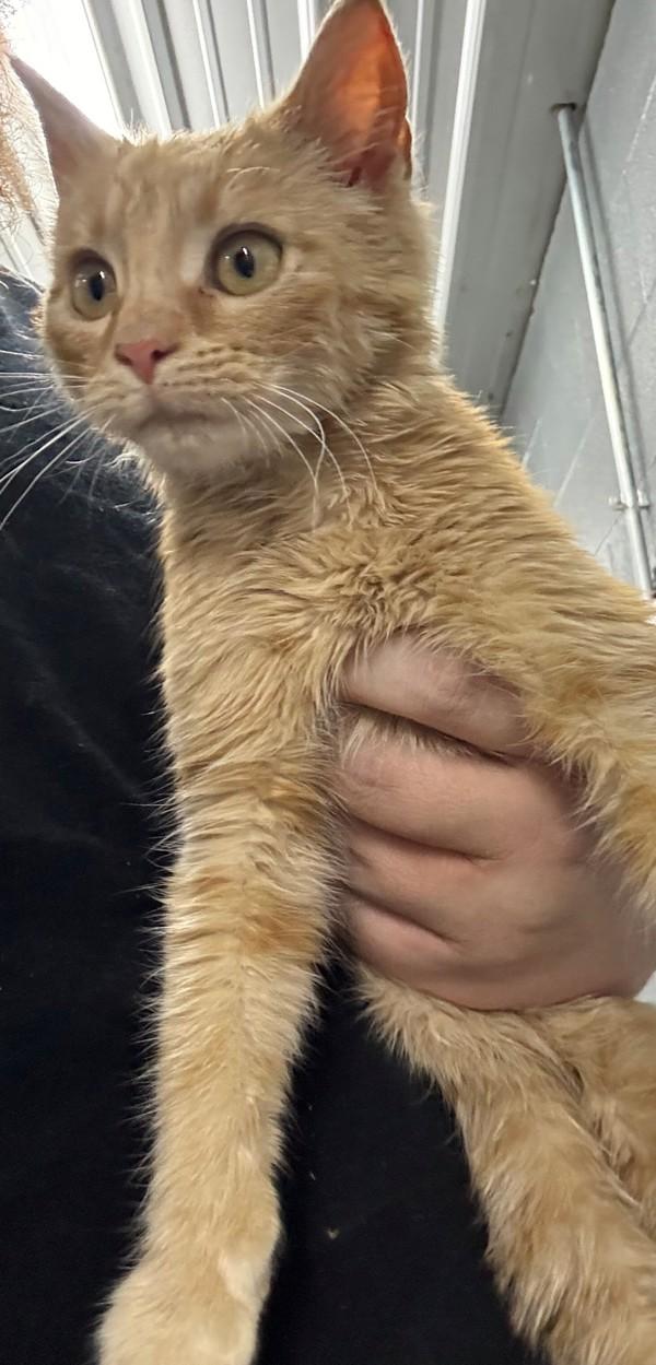 Enlarge Oscar, a Adoptable mixed breed in Campbellsville, KY image 1/1