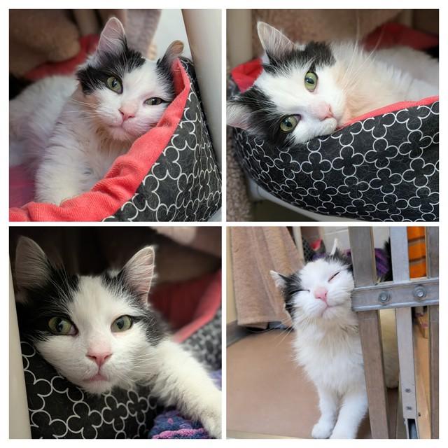 PEPPERMINT, Adoptable, Young Female Domestic Short Hair.