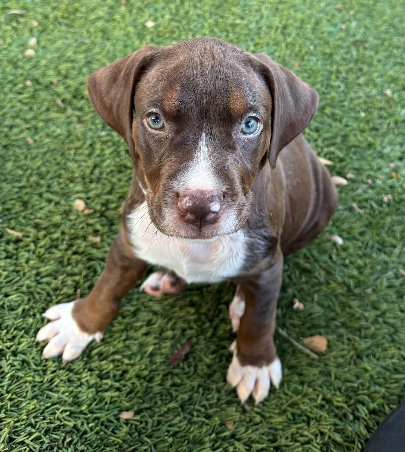 Enlarge Tony, a Adopted mixed breed in Southlake, TX image 6/6
