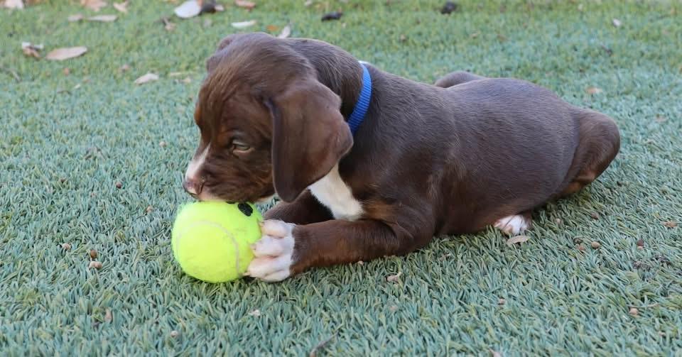 Enlarge Tony, a Adopted mixed breed in Southlake, TX image 2/6