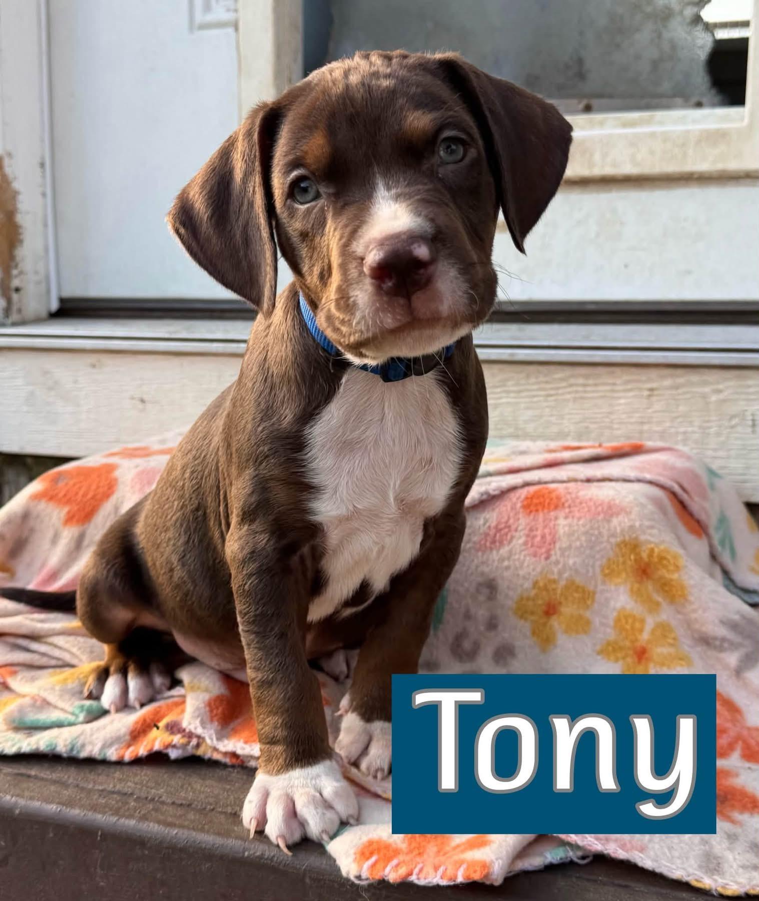 Tony, Adopted, Puppy Male Pointer.