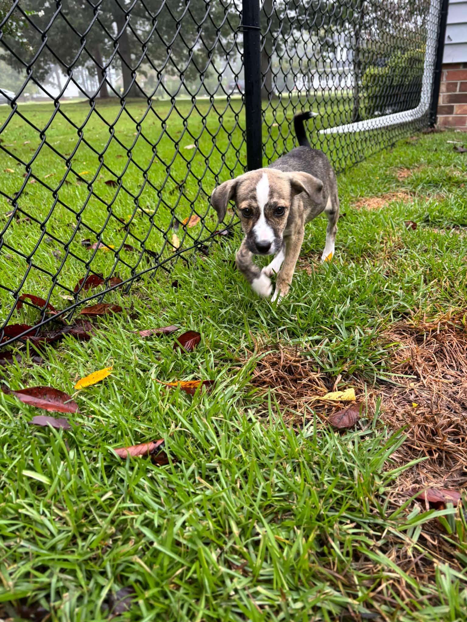 Enlarge Walter Girlie, a Adopted mixed breed in Ayden, NC image 1/3