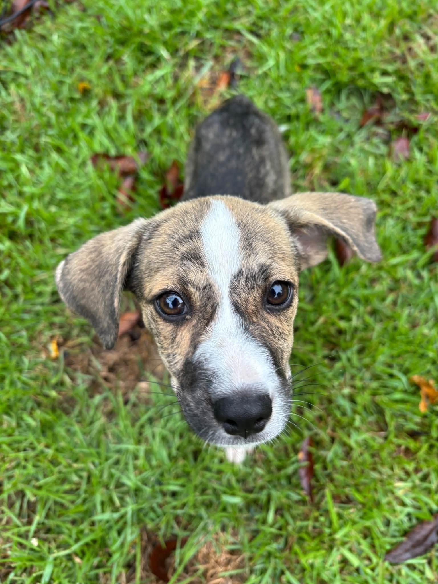 Enlarge Walter Girlie, a Adopted mixed breed in Ayden, NC image 3/3
