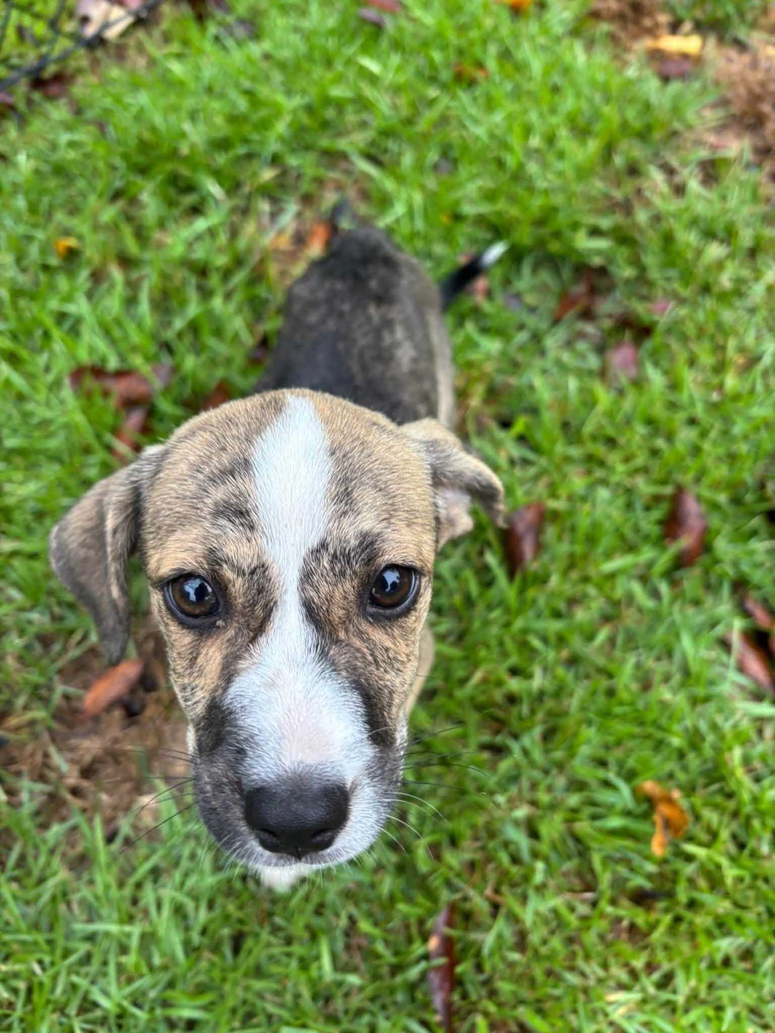 Enlarge Walter Girlie, a Adopted mixed breed in Ayden, NC image 2/3