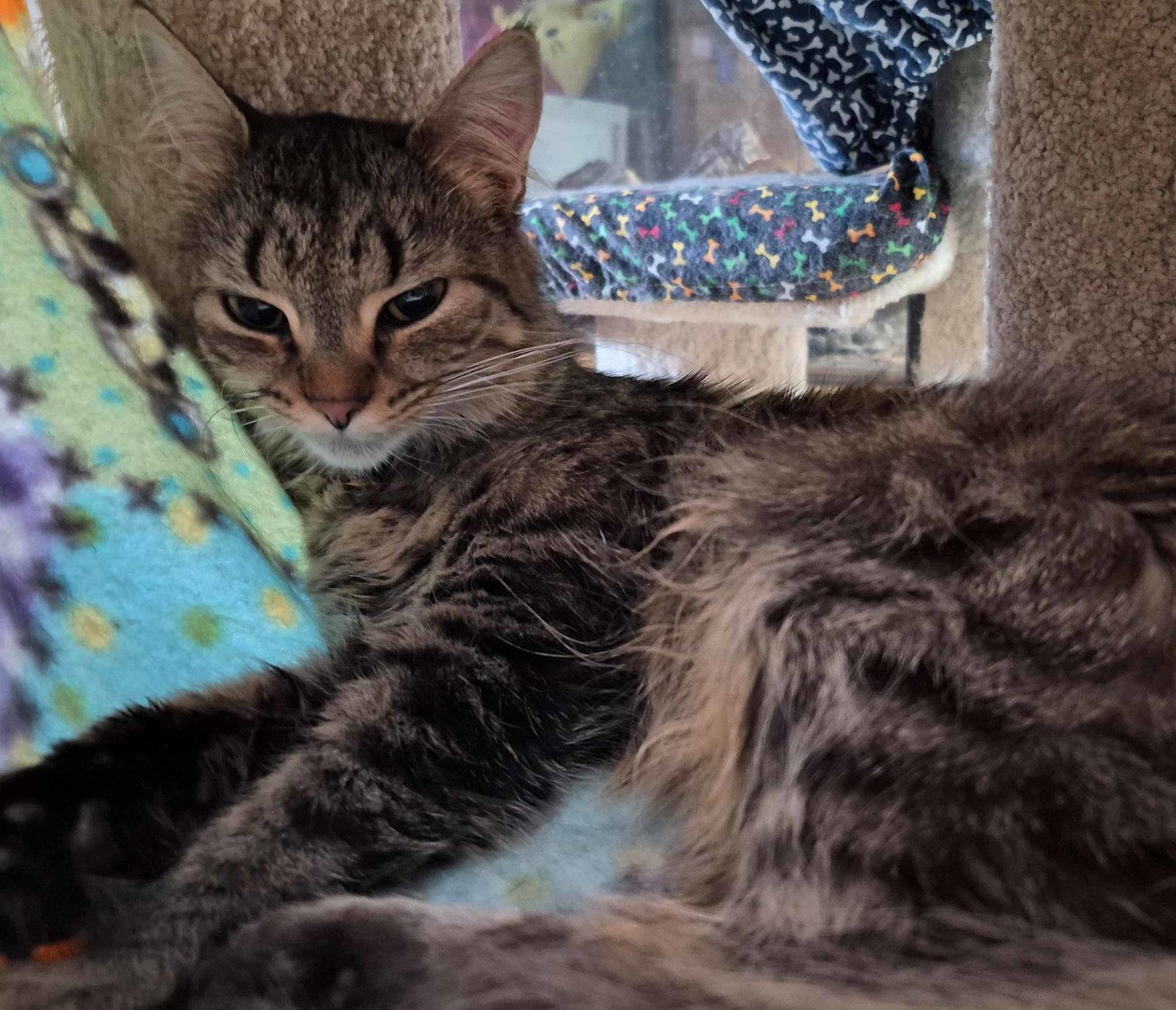 Polly, Adoptable, Young Female Domestic Long Hair.