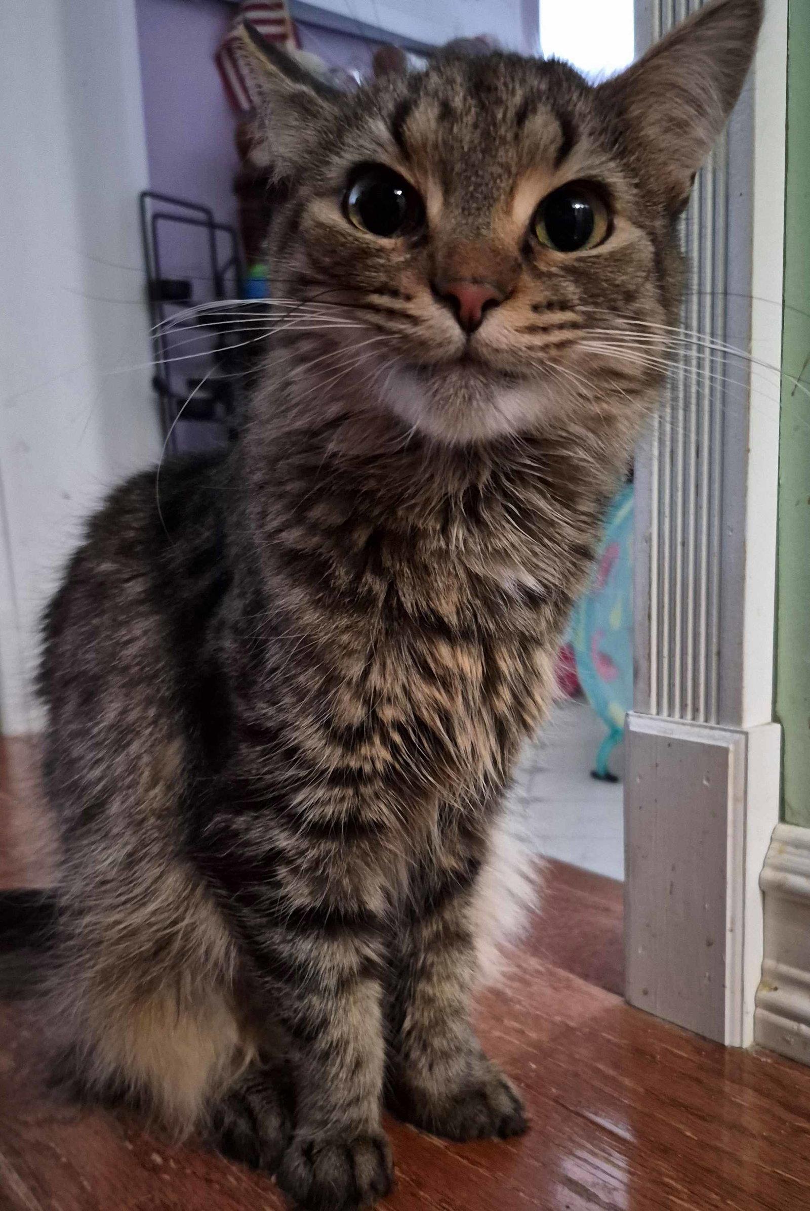 Polly, a Adoptable Domestic Long Hair in Sterling, MA image 2/3