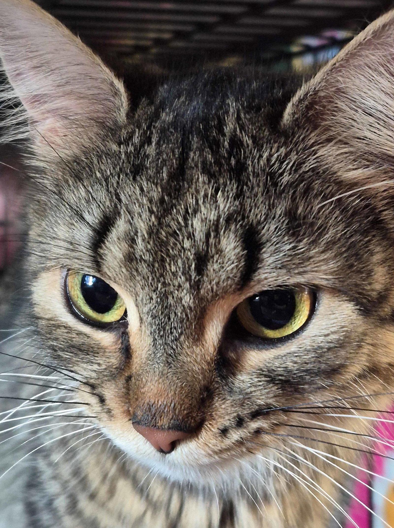 Polly, a Adoptable Domestic Long Hair in Sterling, MA image 3/3
