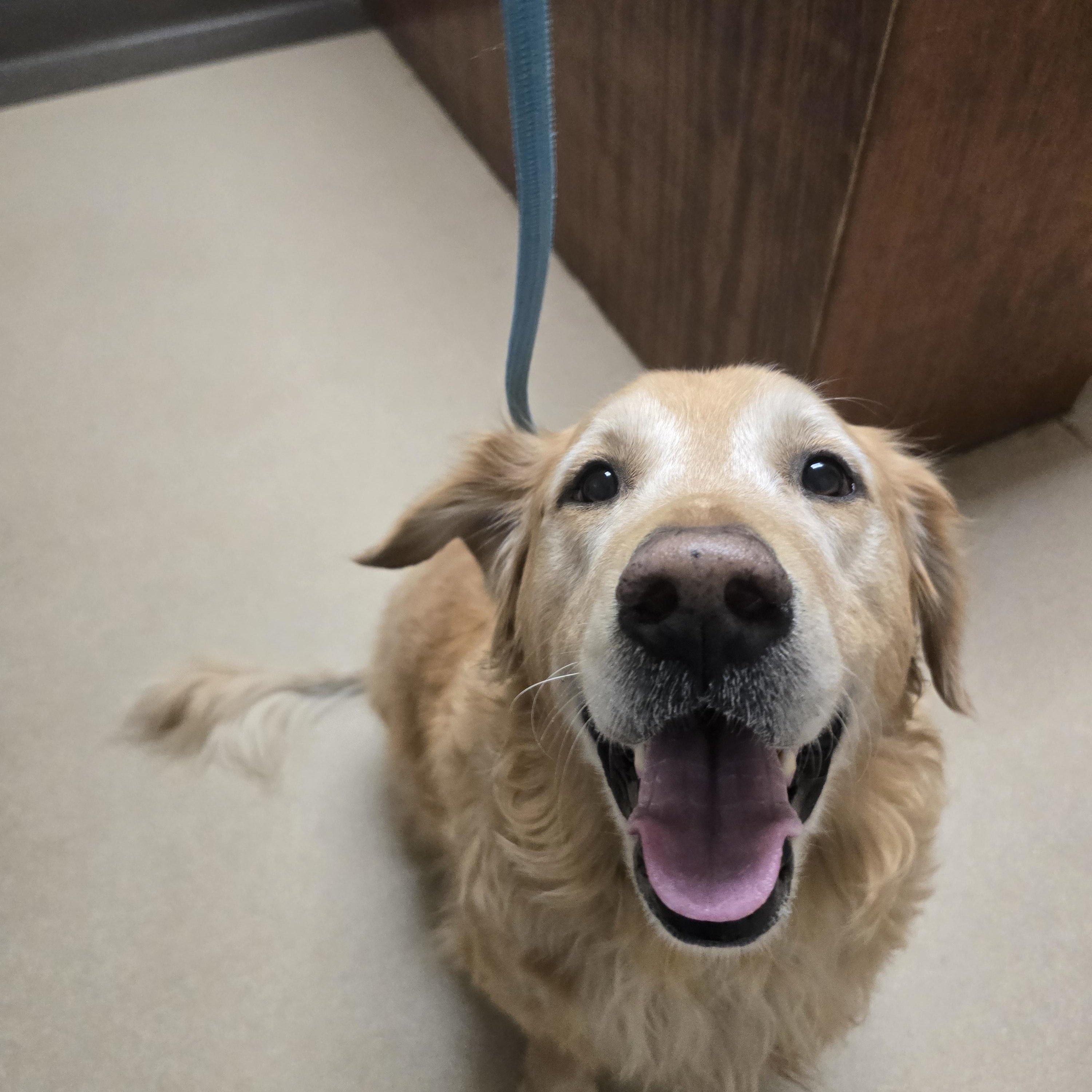 Enlarge Leo (Austin), a Adoptable Golden Retriever in Austin, TX image 3/5